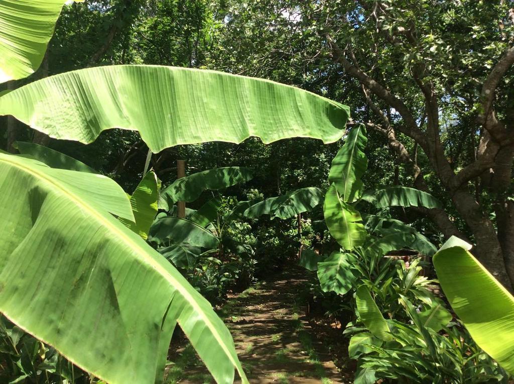 סן חואן דל סור Dreamsea Surf Resort Nicaragua מראה חיצוני תמונה
